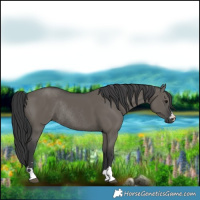 Horse Color:Grullo Rabicano 