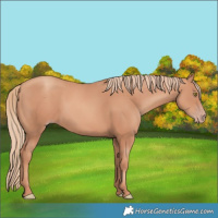 Horse Color:Gold Champagne 