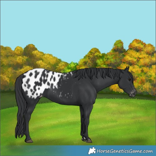 Horse Color:Black Appaloosa 