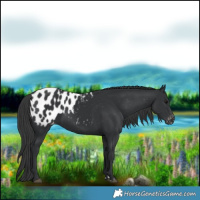 Horse Color:Black Blanket 