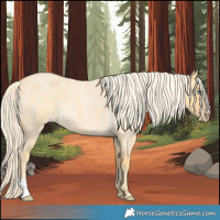 Horse Color:Gold Cream Champagne Roan