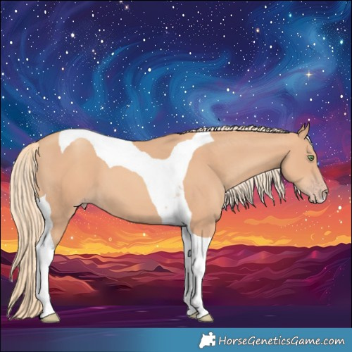 Horse Color:Gold Champagne Tobiano 