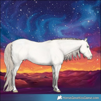 Horse Color:Amber Cream Champagne Roan Dun Appaloosa