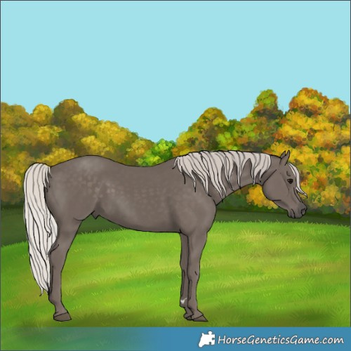 Horse Color:Silver Black 