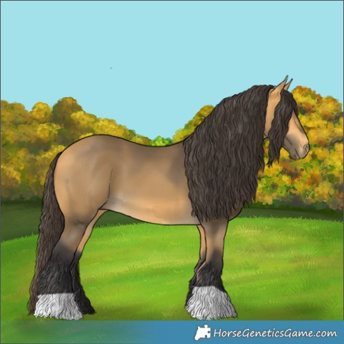 Horse Color:Buckskin 