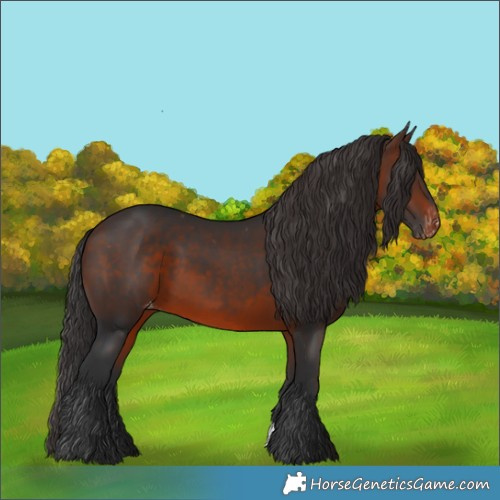 Horse Color:Brown Appaloosa 