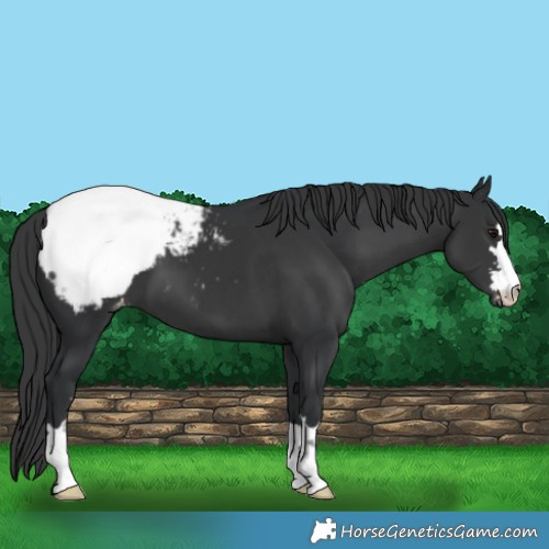Horse Color:Black Appaloosa 