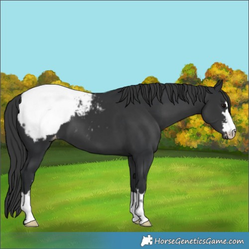 Horse Color:Black Snowcap 
