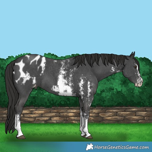 Horse Color:Liver Chestnut Sabino Appaloosa