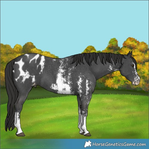 Horse Color:Liver Chestnut Sabino Blanket