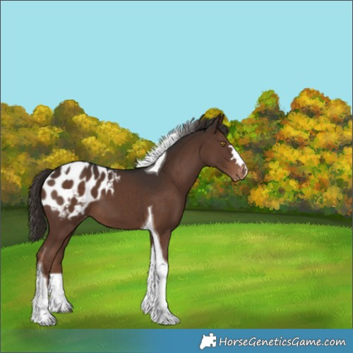 Horse Color:Liver Chestnut Tobiano Appaloosa 