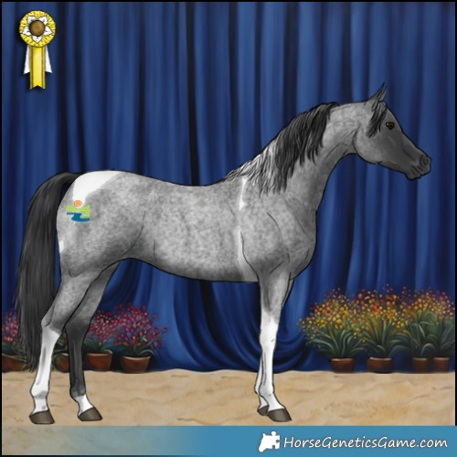 Horse Color:Blue Roan Tobiano Rabicano 