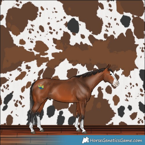 Horse Color:Bay Splash Rabicano 