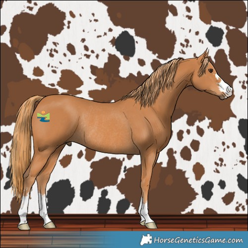 Horse Color:Chestnut Rabicano 