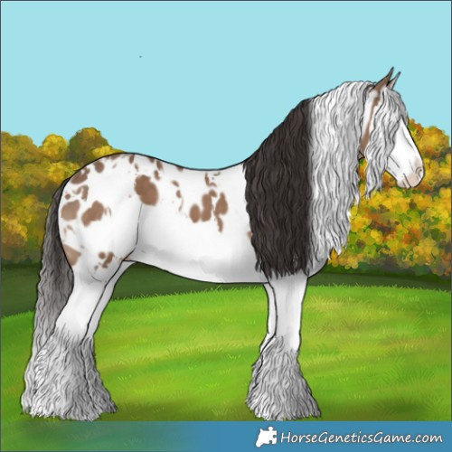 Horse Color:White Spotted Liver Red Dun Splash Appaloosa 