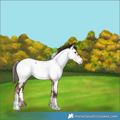 Horse Color:White Spotted Liver Chestnut Near Fewspot