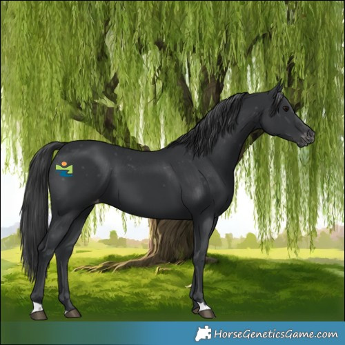 Horse Color:Black Appaloosa 