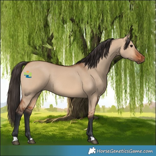 Horse Color:Bay Dun Rabicano