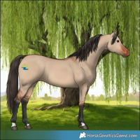 Horse Color:Bay Dun Rabicano 