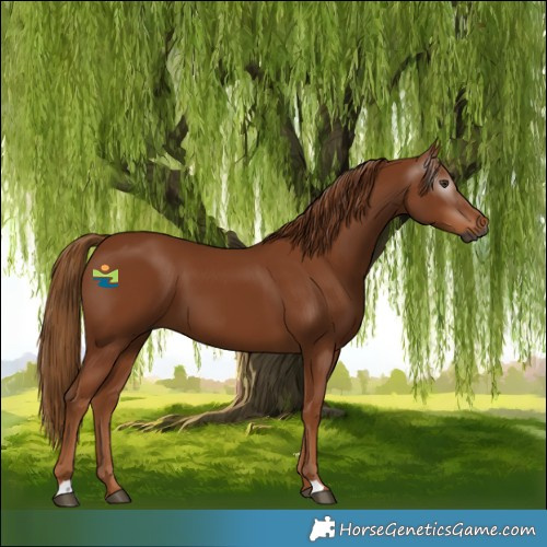 Horse Color:Gray Chestnut