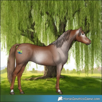 Horse Color:Gray Chestnut