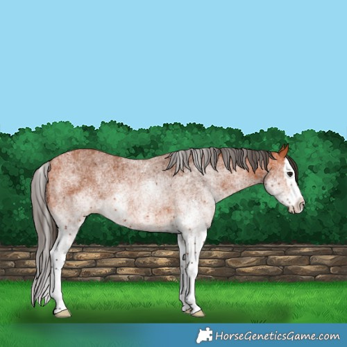Horse Color:White Spotted Bay Splash 