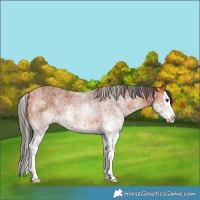 Horse Color:White Spotted Bay Splash 