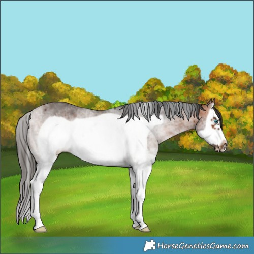 Horse Color:White Spotted Bay Splash Frame Rabicano 