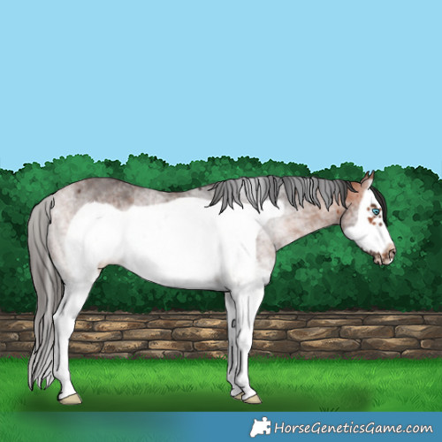 Horse Color:White Spotted Bay Splash Frame Rabicano