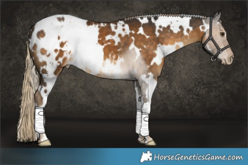 Horse Color:White Spotted Chocolate Palomino Appaloosa