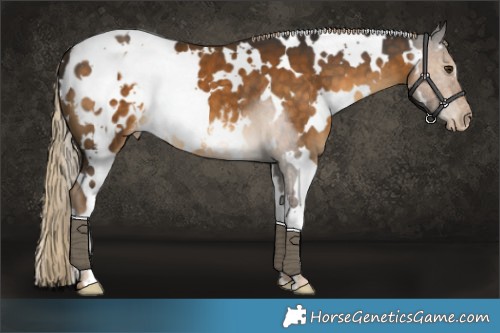 Horse Color:White Spotted Chocolate Palomino Appaloosa 