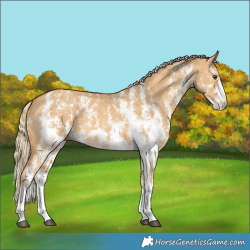 Horse Color:Palomino Dun Sabino