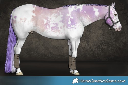 Horse Color:Watercolor White Spotted Liver Red Dun Rabicano Brindle 
