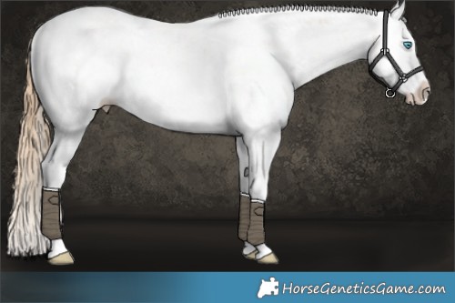 Horse Color:Buckskin Pearl Dun Sabino Splash Rabicano 
