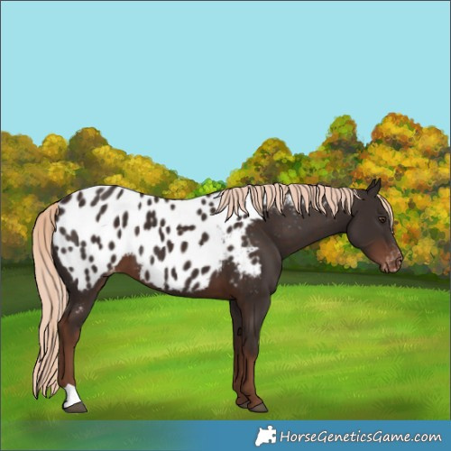 Horse Color:Liver Chestnut Near Leopard 