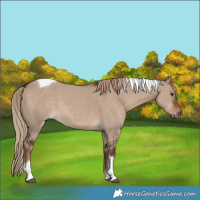 Horse Color:Liver Red Dun Tobiano 