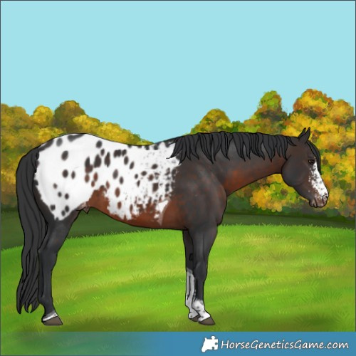 Horse Color:Brown Sabino Tobiano Blanket Rabicano 