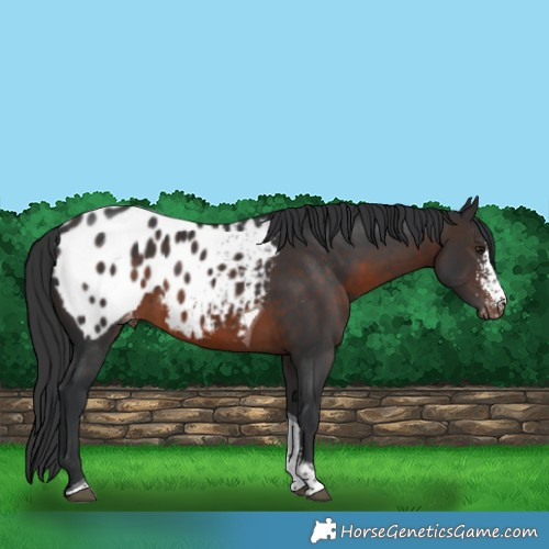 Horse Color:Brown Sabino Tobiano Appaloosa Rabicano