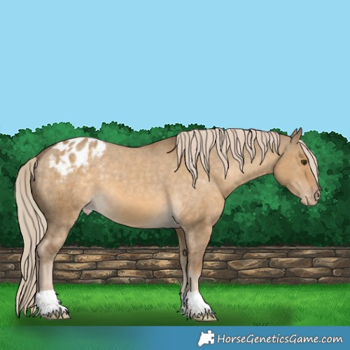 Horse Color:Chocolate Palomino Dun Appaloosa 