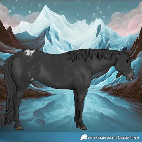 Horse Color:Black Blanket 
