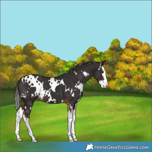 Horse Color:White Spotted Liver Chestnut Splash 