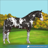 Horse Color:White Spotted Liver Chestnut Splash 