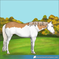 Horse Color:Palomino Splash
