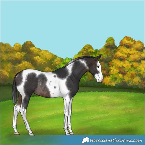 Horse Color:Brown Splash Tobiano Rabicano