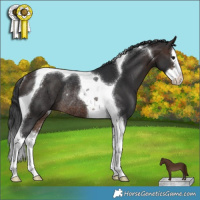 Horse Color:Brown Splash Tobiano Rabicano