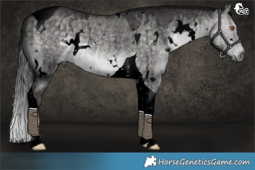 Horse Color:Void Platinum White Spotted Buckskin Dun Tobiano Rabicano Brindle 