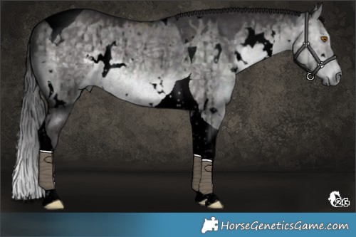 Horse Color:Void Platinum White Spotted Buckskin Dun Tobiano Rabicano Brindle 