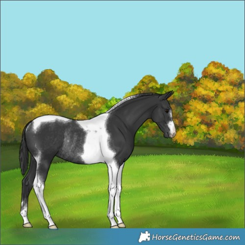 Horse Color:Black Tobiano Rabicano