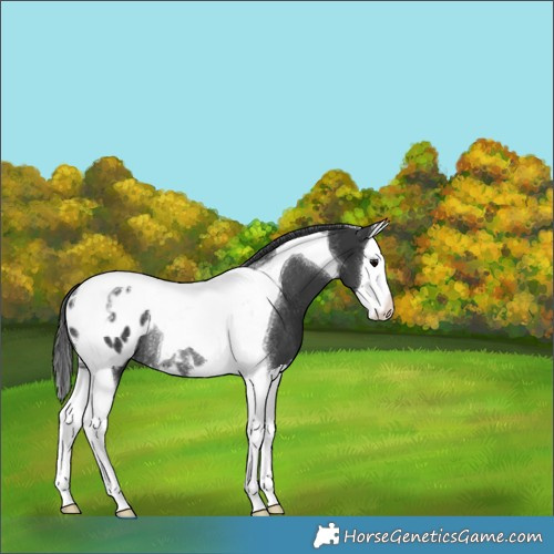 Horse Color:Black Splash Tobiano Appaloosa Rabicano