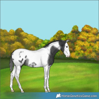 Horse Color:Black Splash Tobiano Blanket Rabicano